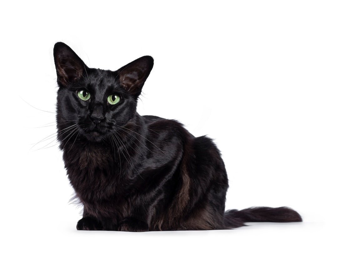 oriental longhair cat