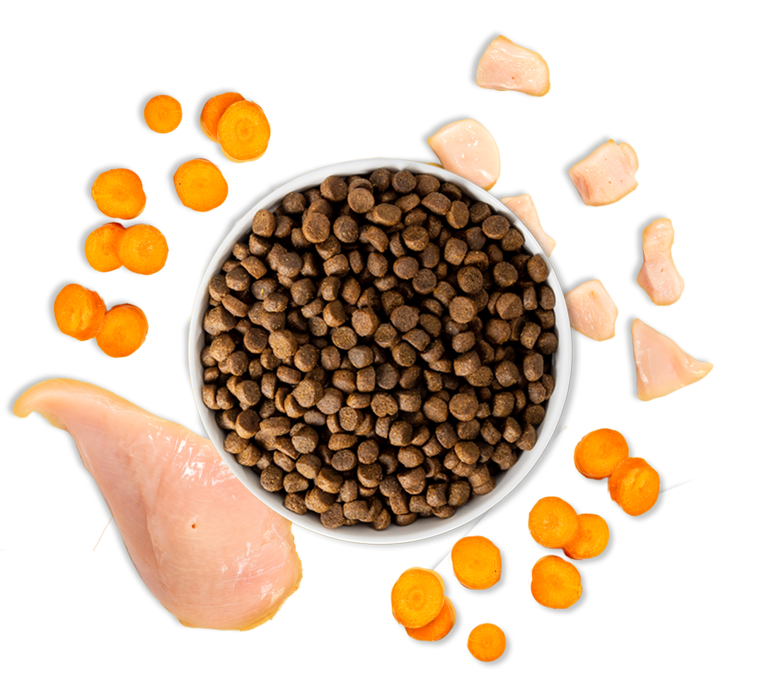 puppy dry dog food