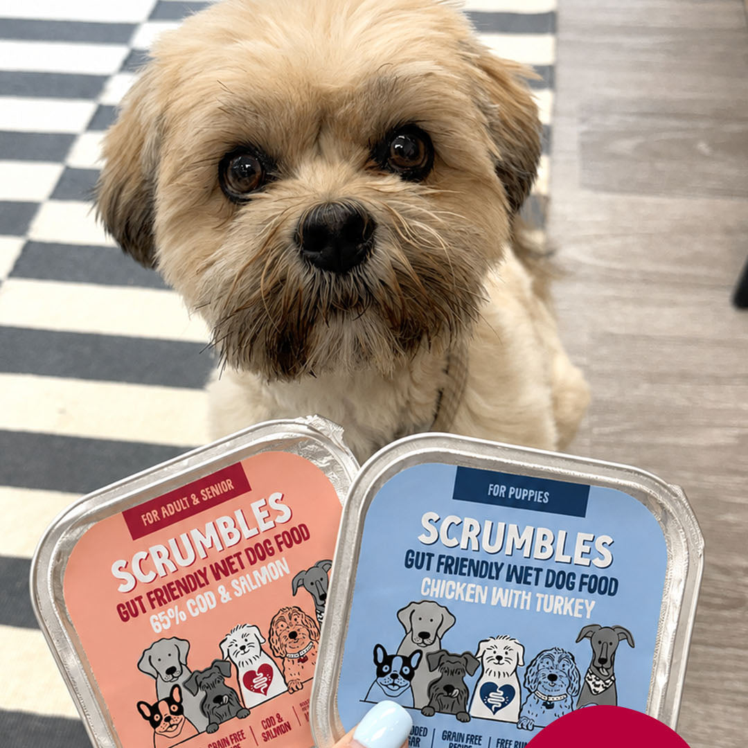 Nassfutter für Hunde mit Lachs
